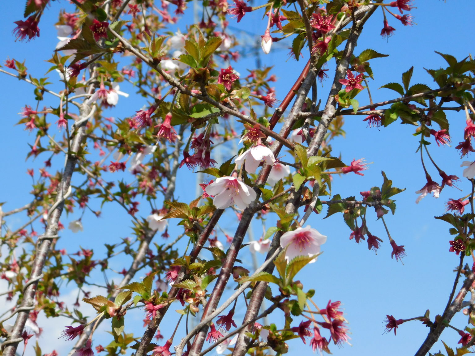 マメザクラ ｜ 富士山南陵の森
