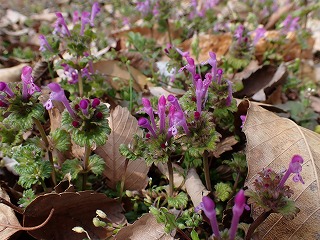 南陵の森だより 早春に咲く花を探しながら歩きます 22 3 10更新 富士山南陵の森