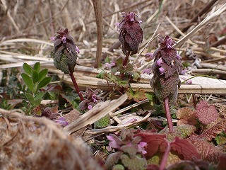 南陵の森だより 早春に咲く花を探しながら歩きます 22 3 10更新 富士山南陵の森